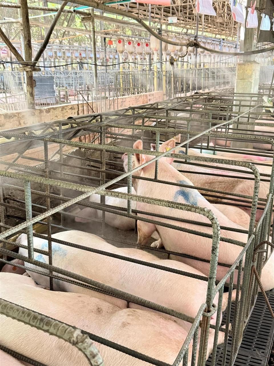 Proyecto SmartbeePro